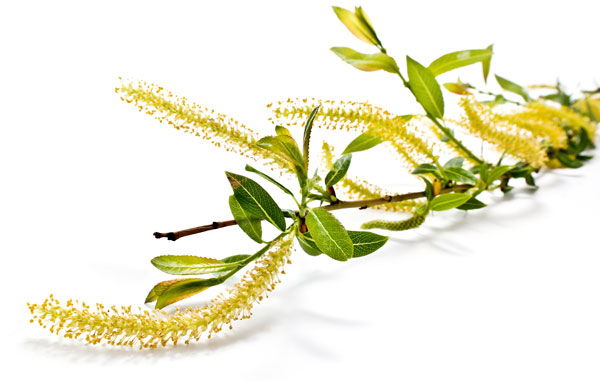 Branch of alder
