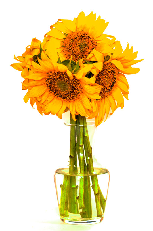 Yellow sunflower flowers in a transparent vase